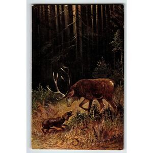 Postcard Deer & Hunting Dog In Woods Rustic Nature Signed Muller HKM 252 Germany